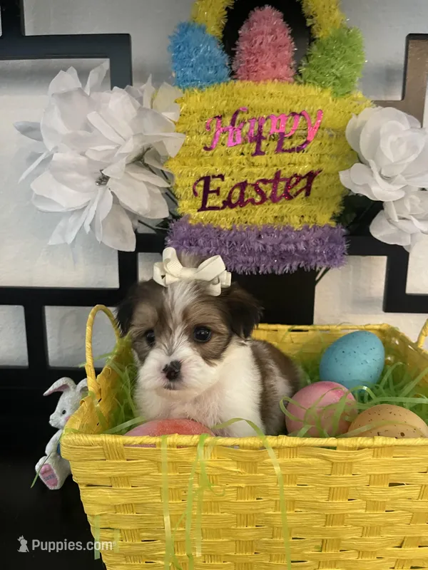 Laura, a female Maltese and Yorkshire Terrier for sale in Chino Hills, CA – Photo 1 of 6