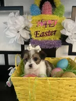 Laura, a female Maltese and Yorkshire Terrier for sale in Chino Hills, CA – Photo 1 of 6