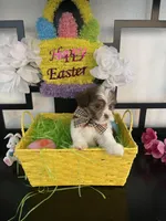 Laura, a female Maltese and Yorkshire Terrier for sale in Chino Hills, CA – Photo 4 of 6