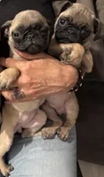 Toby, a male Pug for sale in Chino Hills, CA – 2 of 3