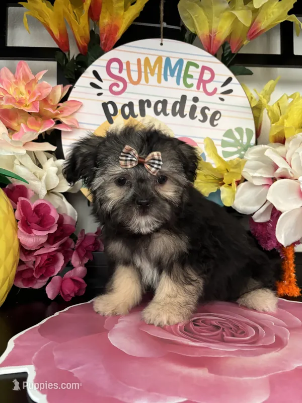 Chloe – Shorkie puppy for sale in Chino Hills, CA