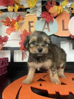 Morkies, a male Morkie for sale in Chino, CA – 5 of 8