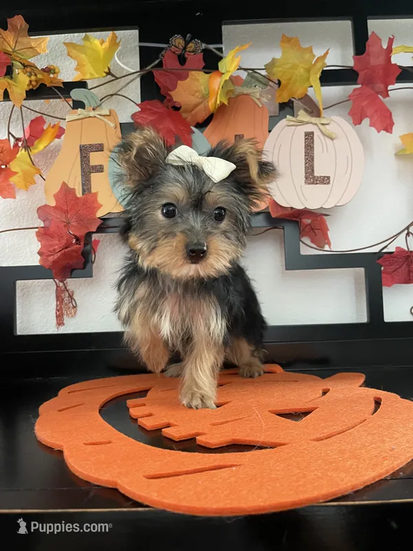 Lucy – Yorkshire Terrier puppy for sale in Chino, CA