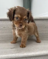 Chester, a male Maltese and Shih Tzu for sale in Chino, CA – 7 of 8