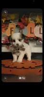 Lilly, a male Pomapoo for sale in Chino, CA – 2 of 10