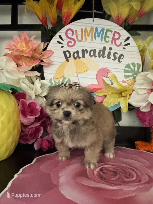 Laura – Pomeranian, Shih Tzu puppy for sale in Chino Hills, CA