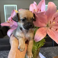 Tammy, a female Chihuahua and Shih Tzu for sale in Chino Hills, CA – 5 of 5