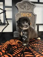 Chloe, a female Poodle - Miniature  and Morkie for sale in Chino, CA – 2 of 4