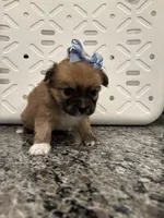 Twinkie, a female Pomeranian and Yorkshire Terrier for sale in Chino, CA – 2 of 8