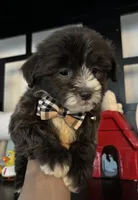 Guido, a male Poodle - Toy  for sale in Chino Hills, CA – 5 of 6