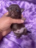 Papino, a male Chihuahua for sale in Chino Hills, CA – 6 of 7