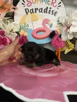 Toby, a male Morkie for sale in Chino Hills, CA – 2 of 7