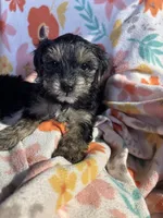 Clyde, a female Yorkshire Terrier for sale in Chino, CA – 6 of 7