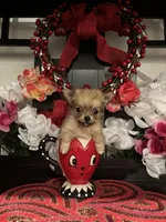 Dinky, a male Chihuahua for sale in Chino Hills, CA – Photo 3 of 3