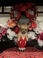 Dinky, a male Chihuahua for sale in Chino Hills, CA – Photo 2 of 3