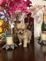 Dinky, a male Chihuahua for sale in Chino Hills, CA – Photo 1 of 3