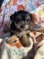 Clyde, a female Yorkshire Terrier for sale in Chino, CA – 4 of 7