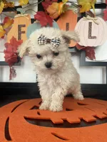 Twinky, a female Maltipoo for sale in Chino, CA – 2 of 4