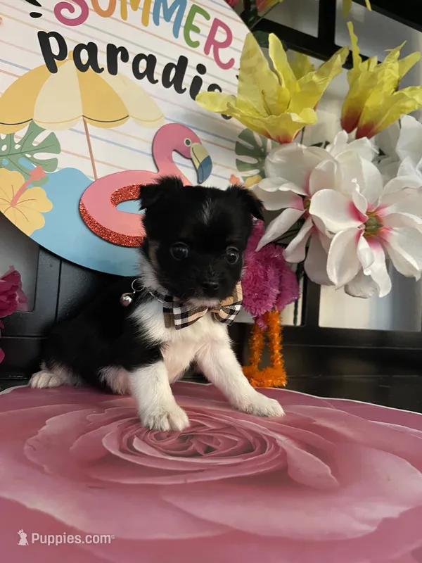Lenny – Morkie puppy for sale in Chino Hills, CA