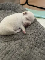 Casper, a male Chihuahua for sale in Chino, CA – 3 of 4