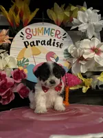 Lulu , a female Shihpoo and Poodle - Miniature  for sale in Chino Hills, CA – 5 of 5