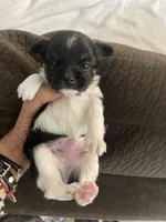 Lenny, a male Morkie for sale in Chino Hills, CA – 4 of 5