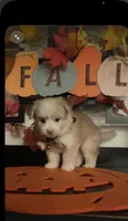 Lilly, a male Pomapoo for sale in Chino, CA – 5 of 10