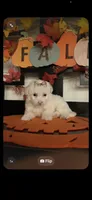 Lilly, a male Pomapoo for sale in Chino, CA – 4 of 10