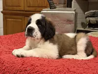 processed/e277c876-0bd6-4238-bfd6-6b4141187935/listing/461d06c7-e0b2-4cc4-82c3-1c62c277462a/517ab447-3a90-4a4e-8325-aaea6b9e0904