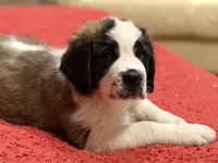 processed/e277c876-0bd6-4238-bfd6-6b4141187935/listing/461d06c7-e0b2-4cc4-82c3-1c62c277462a/76e9a648-f3f2-46b1-a169-039e86c75676