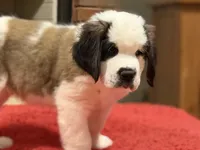 processed/e277c876-0bd6-4238-bfd6-6b4141187935/listing/7df1ef57-bb9e-4123-b08d-881e486f84e7/4756a919-0570-428f-9169-19bf14aed213