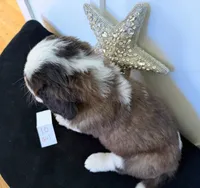 #10, a female Saint Bernard for sale in Adairsville, GA – Photo 4 of 6