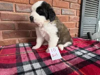 #10, a female Saint Bernard for sale in Adairsville, GA – Photo 5 of 6