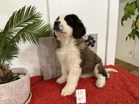 #10, a female Saint Bernard for sale in Adairsville, GA – Photo 2 of 6