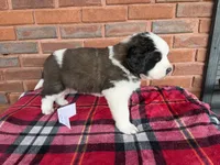 #10, a female Saint Bernard for sale in Adairsville, GA – Photo 6 of 6
