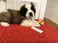 #10, a female Saint Bernard for sale in Adairsville, GA – Photo 1 of 6