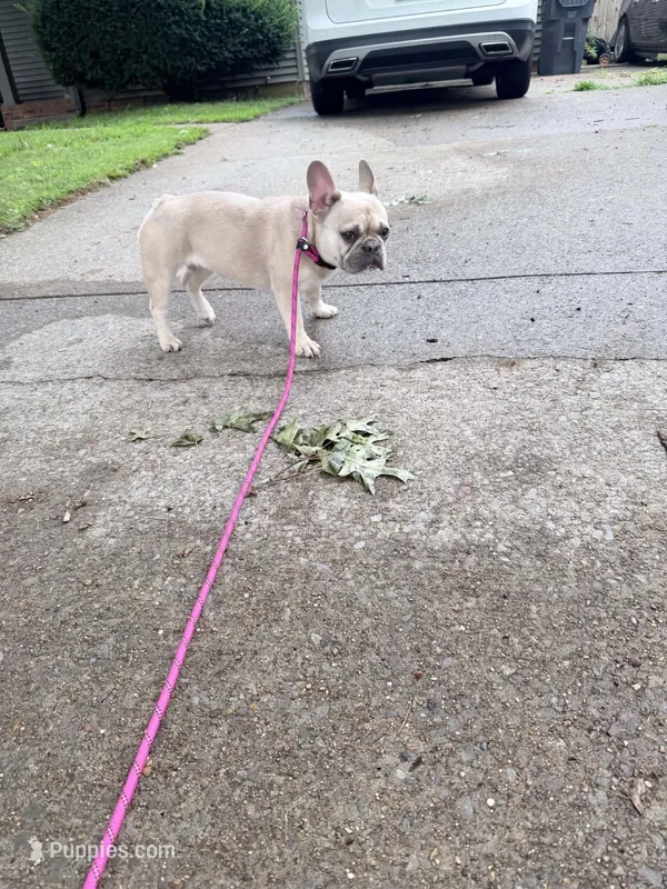 Sadie – French Bulldog puppy for sale in Glasgow, KY