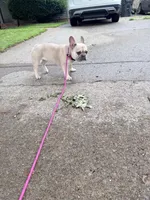 Sadie, a female French Bulldog for sale in Glasgow, KY – 1 of 2