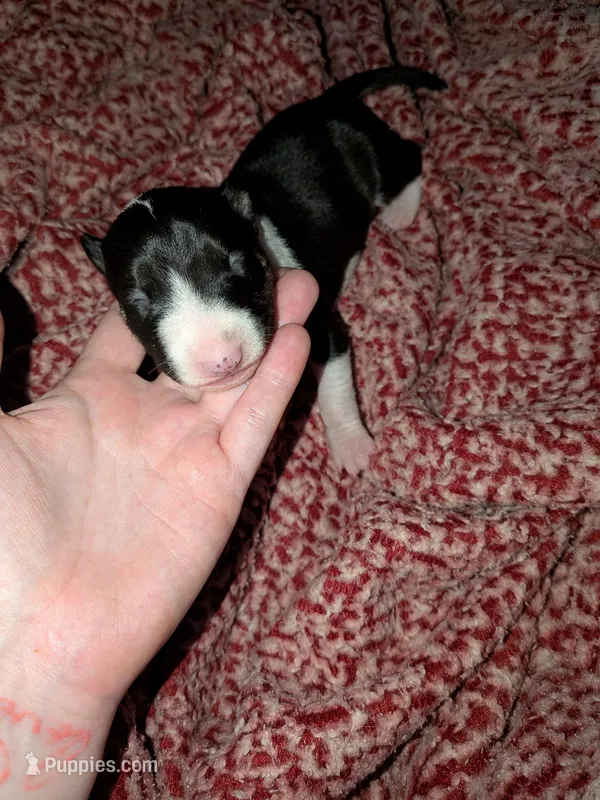 Sweety – Miniature Bull Terrier puppy for sale in Glasgow, KY