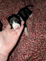 Sweety, a female Miniature Bull Terrier for sale in Glasgow, KY – 1 of 2