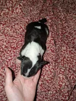 Jax, a male Miniature Bull Terrier for sale in Glasgow, KY – 2 of 2
