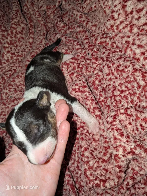 Jax – Miniature Bull Terrier puppy for sale in Glasgow, KY