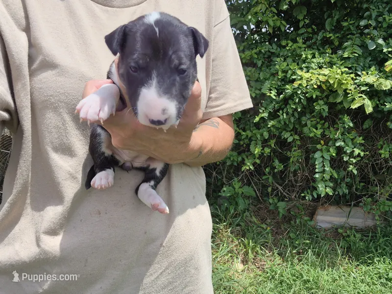 Sweety – Miniature Bull Terrier puppy for sale in Glasgow, KY