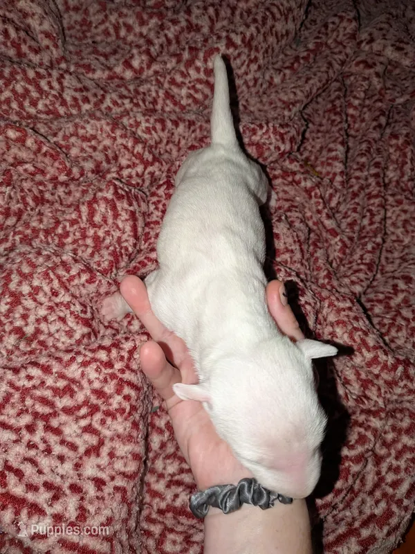 Lola – Miniature Bull Terrier puppy for sale in Glasgow, KY