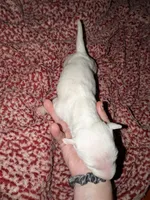 Lola, a female Miniature Bull Terrier for sale in Glasgow, KY – 1 of 2