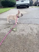 Sadie, a female French Bulldog for sale in Glasgow, KY – 2 of 2