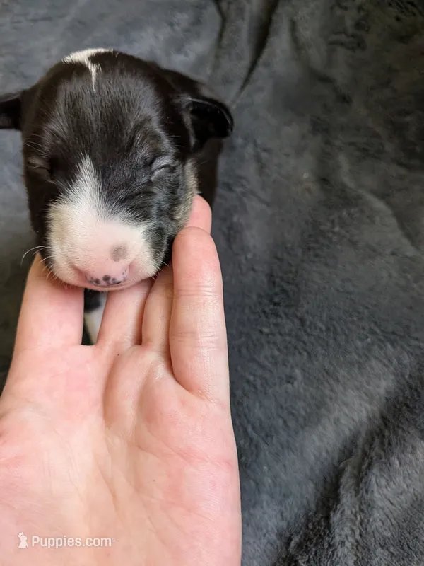 Sweety – Miniature Bull Terrier puppy for sale in Glasgow, KY