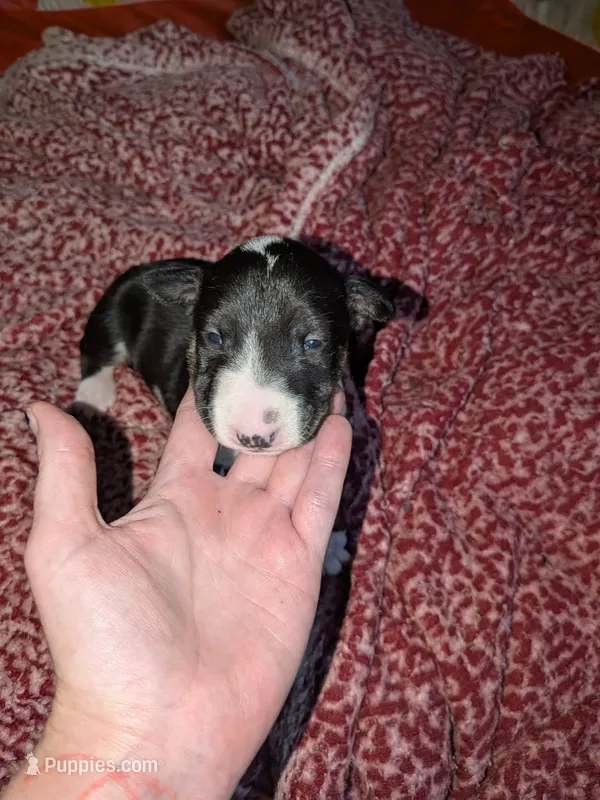 Sweety – Miniature Bull Terrier puppy for sale in Glasgow, KY