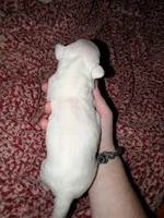 Lola, a female Miniature Bull Terrier for sale in Glasgow, KY – 2 of 2