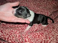 Sweety, a female Miniature Bull Terrier for sale in Glasgow, KY – 2 of 2